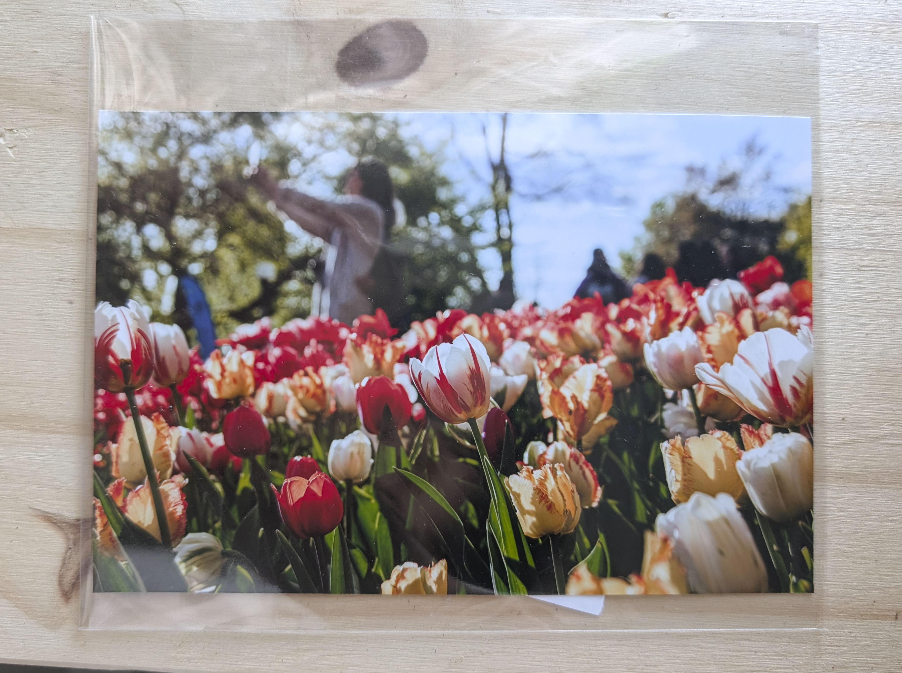 Photo- Tulips bloom