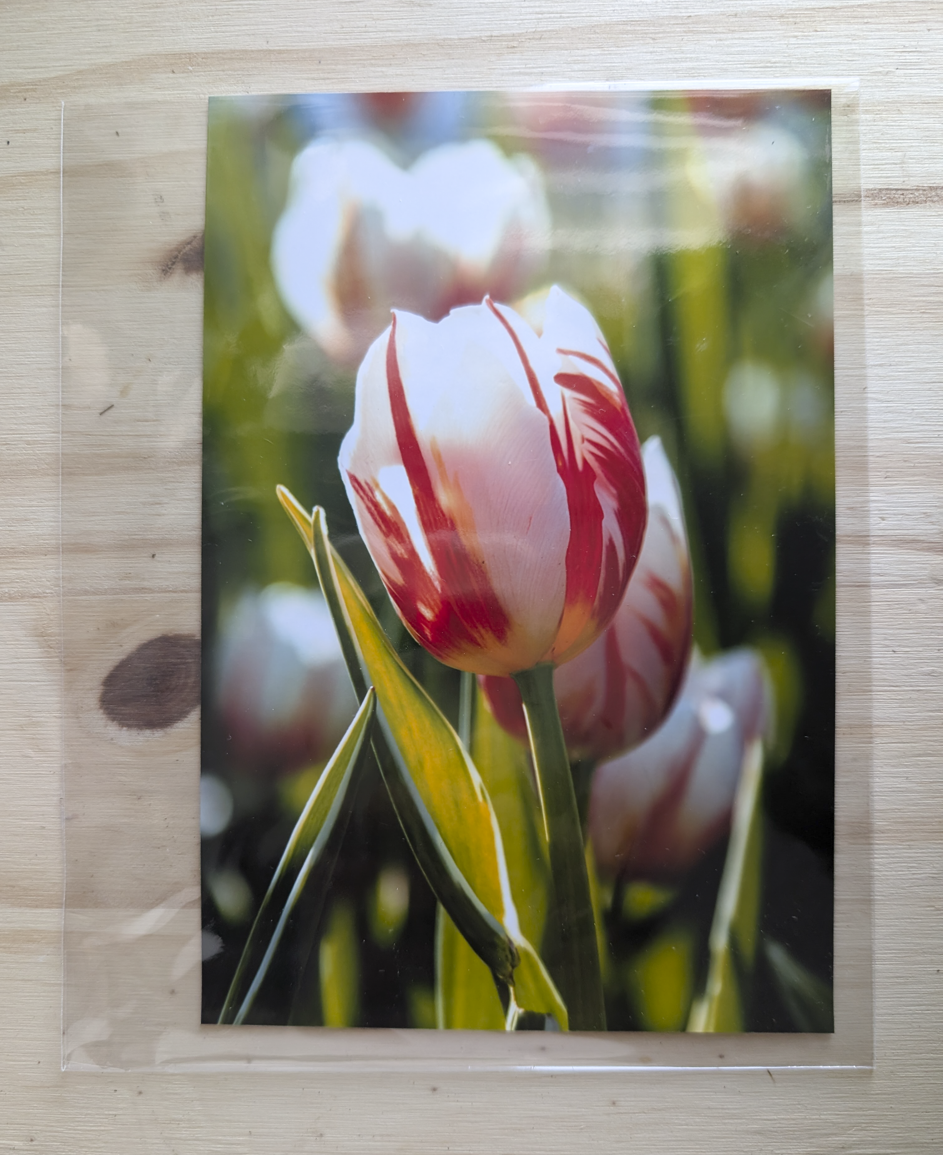 Photo - red and white tulip