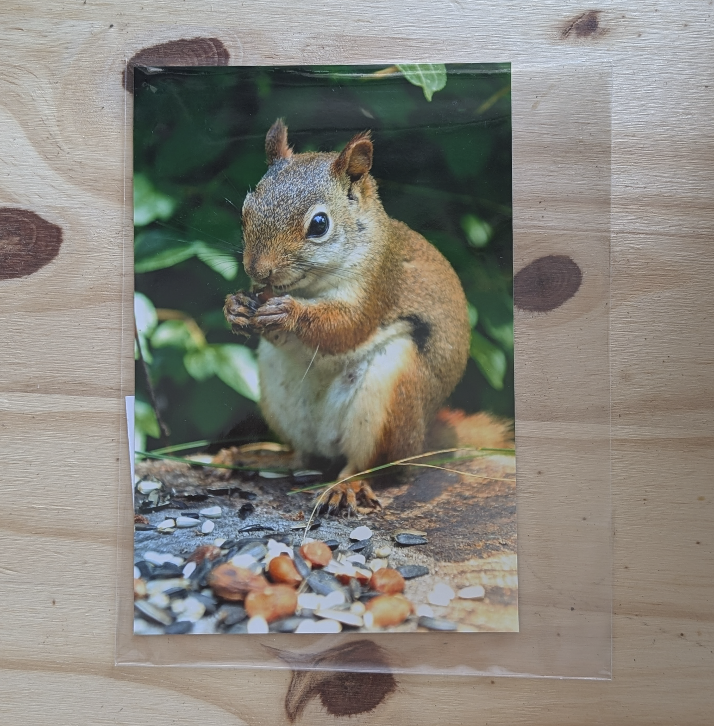 Photo - Friendly Squirrel