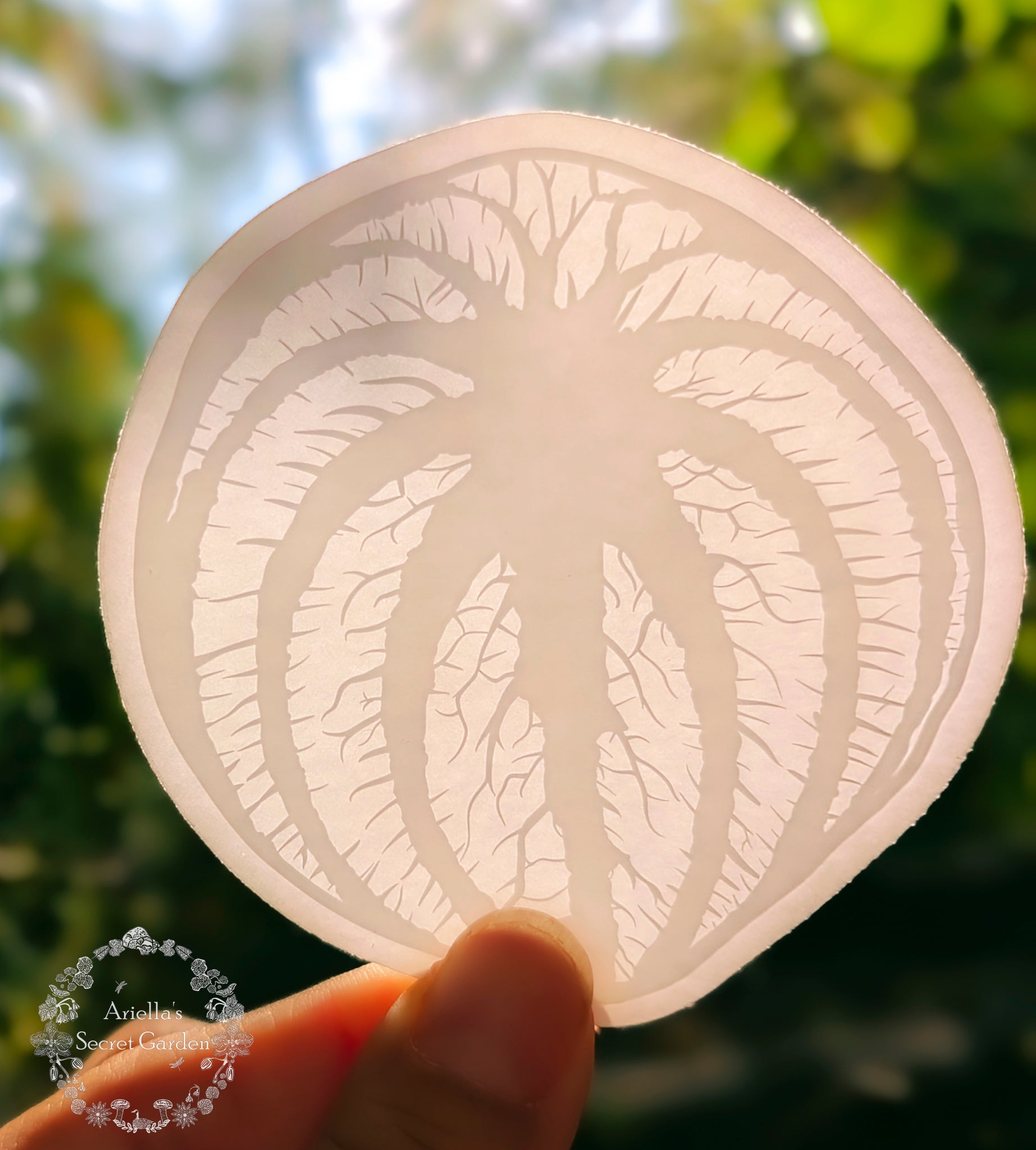 Sticker - Clear - Watermelon Peperomia~