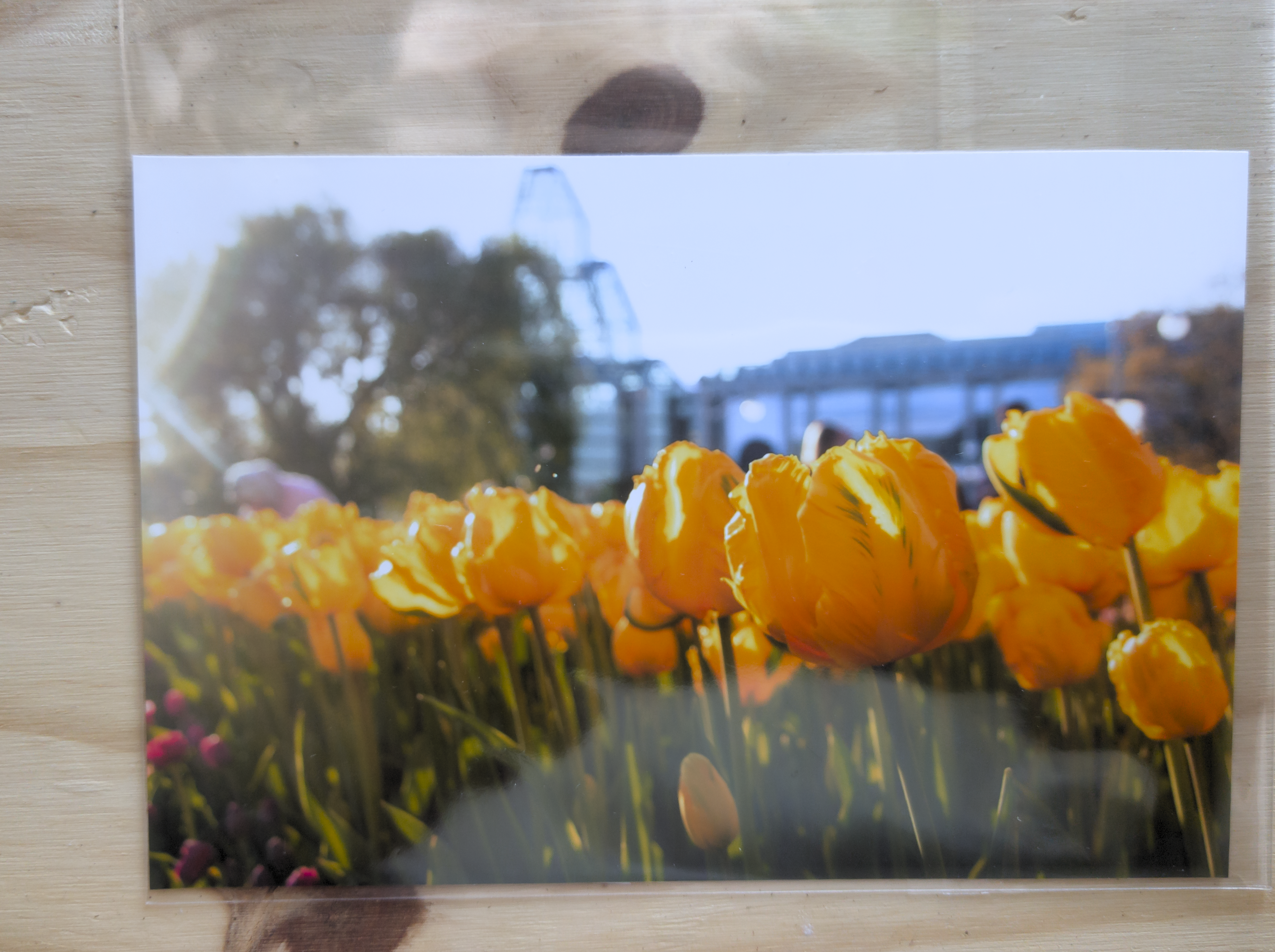 Photo - Yellow Tulip