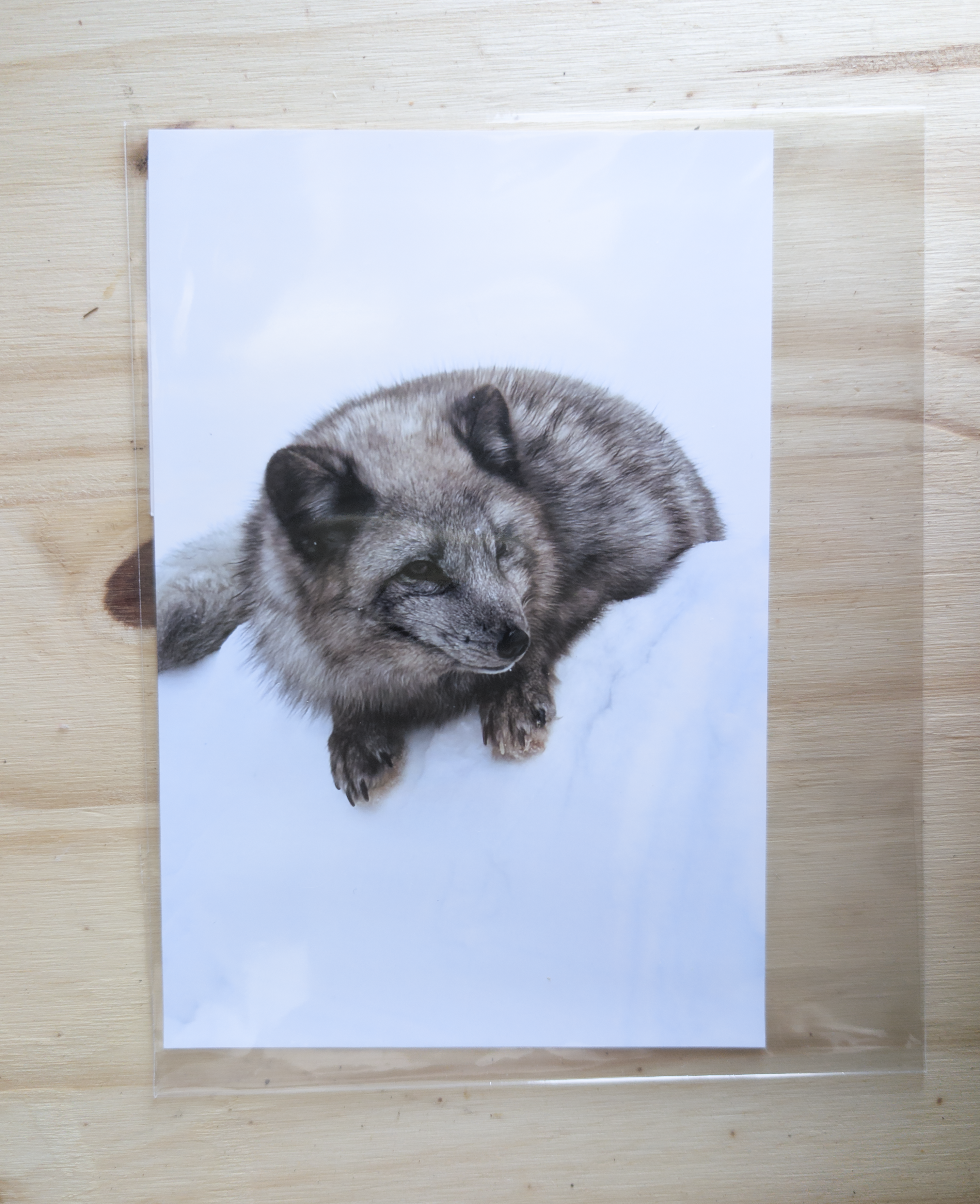 Photos- fox