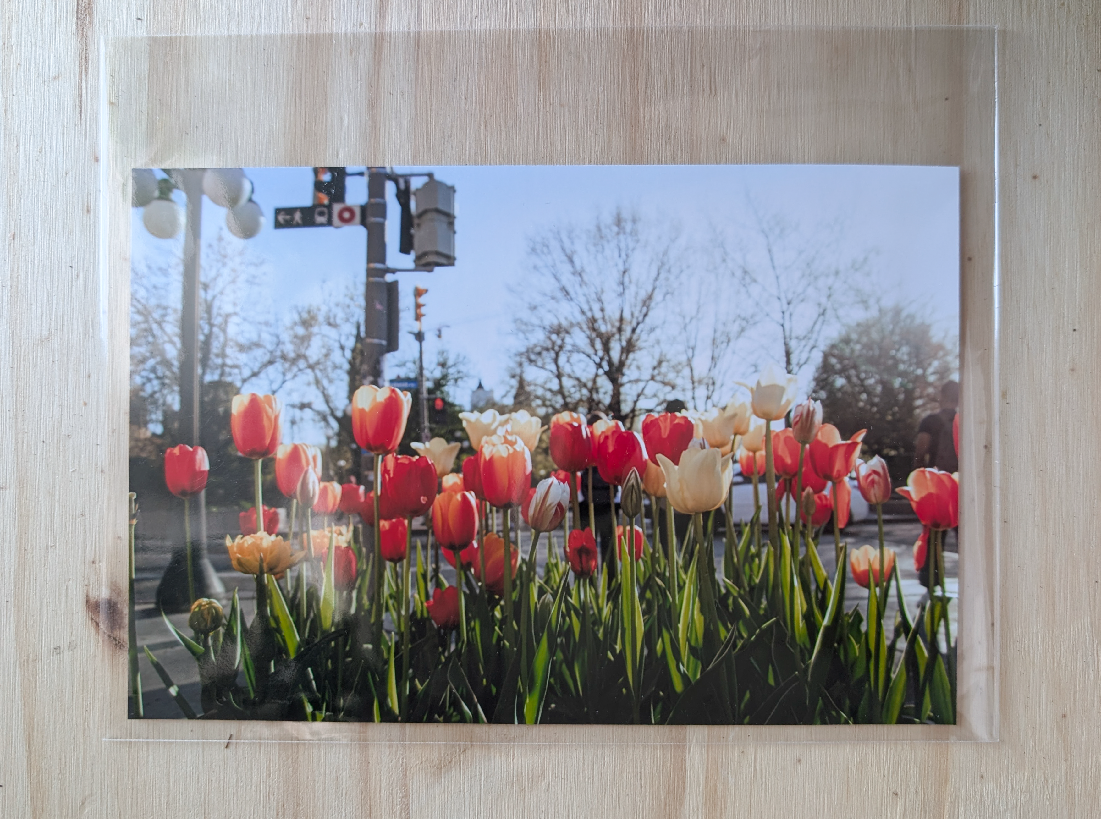 Photo - Street Tulip