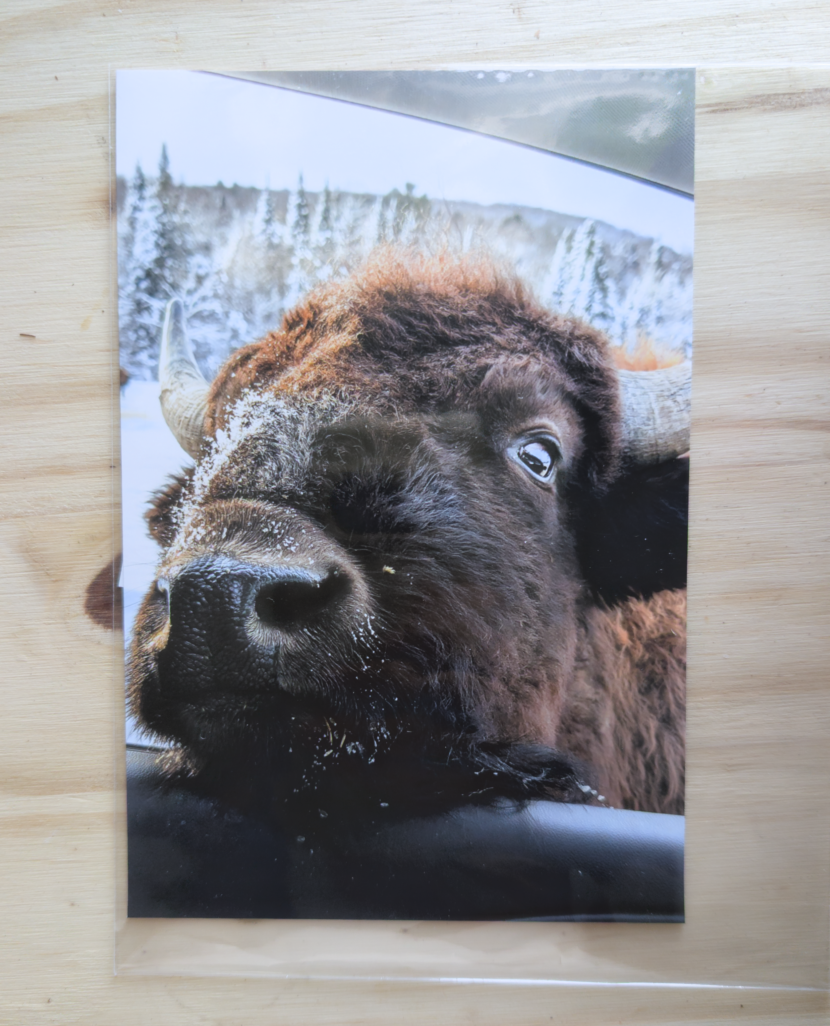 Photo - Cute bison