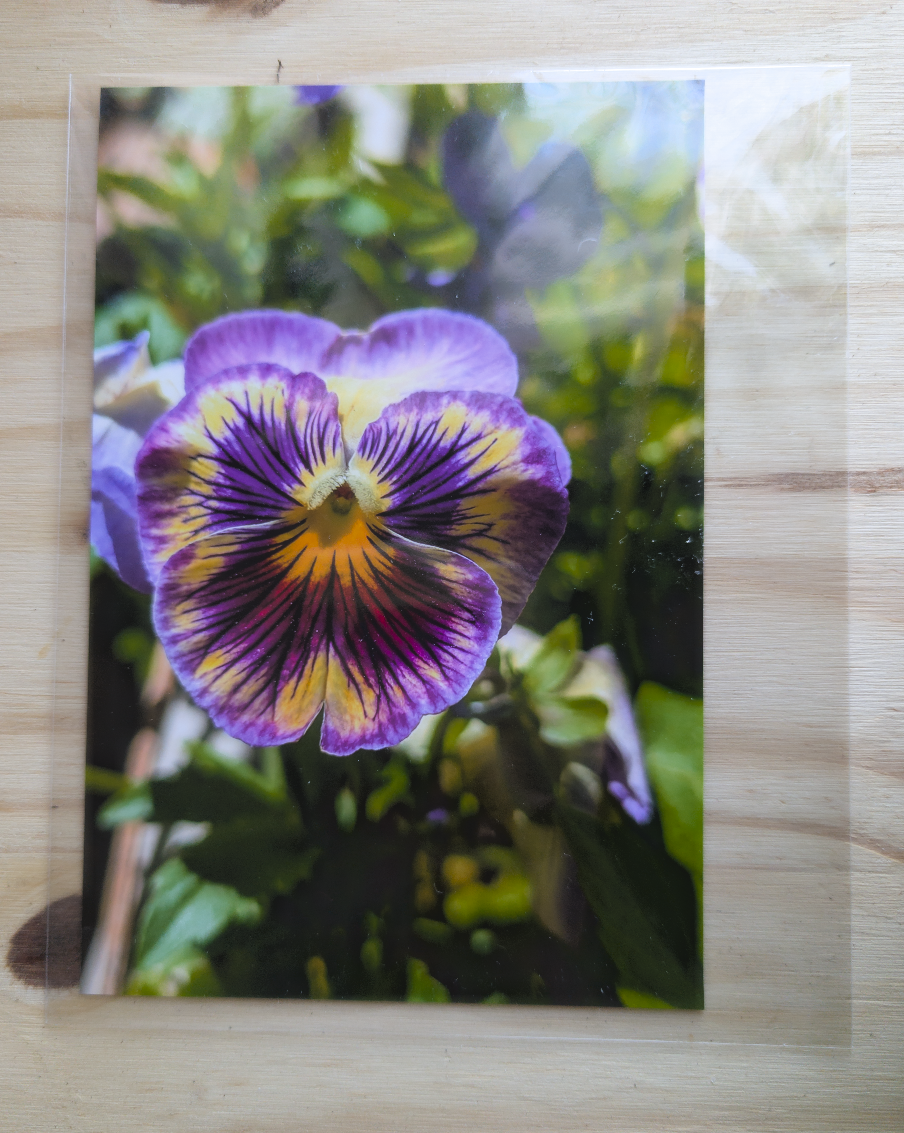 Photo - Bloom