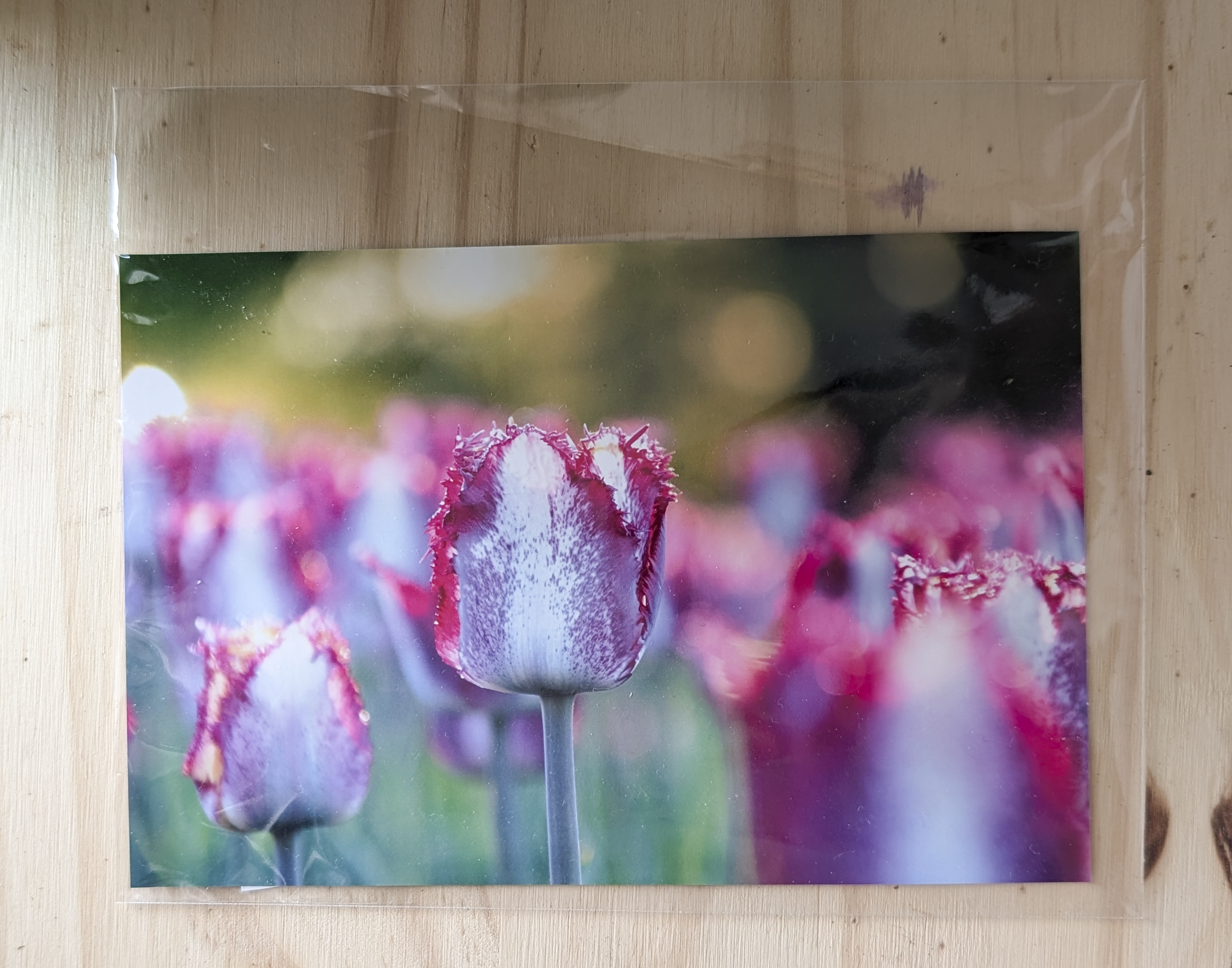 Photos- Pink Tulip