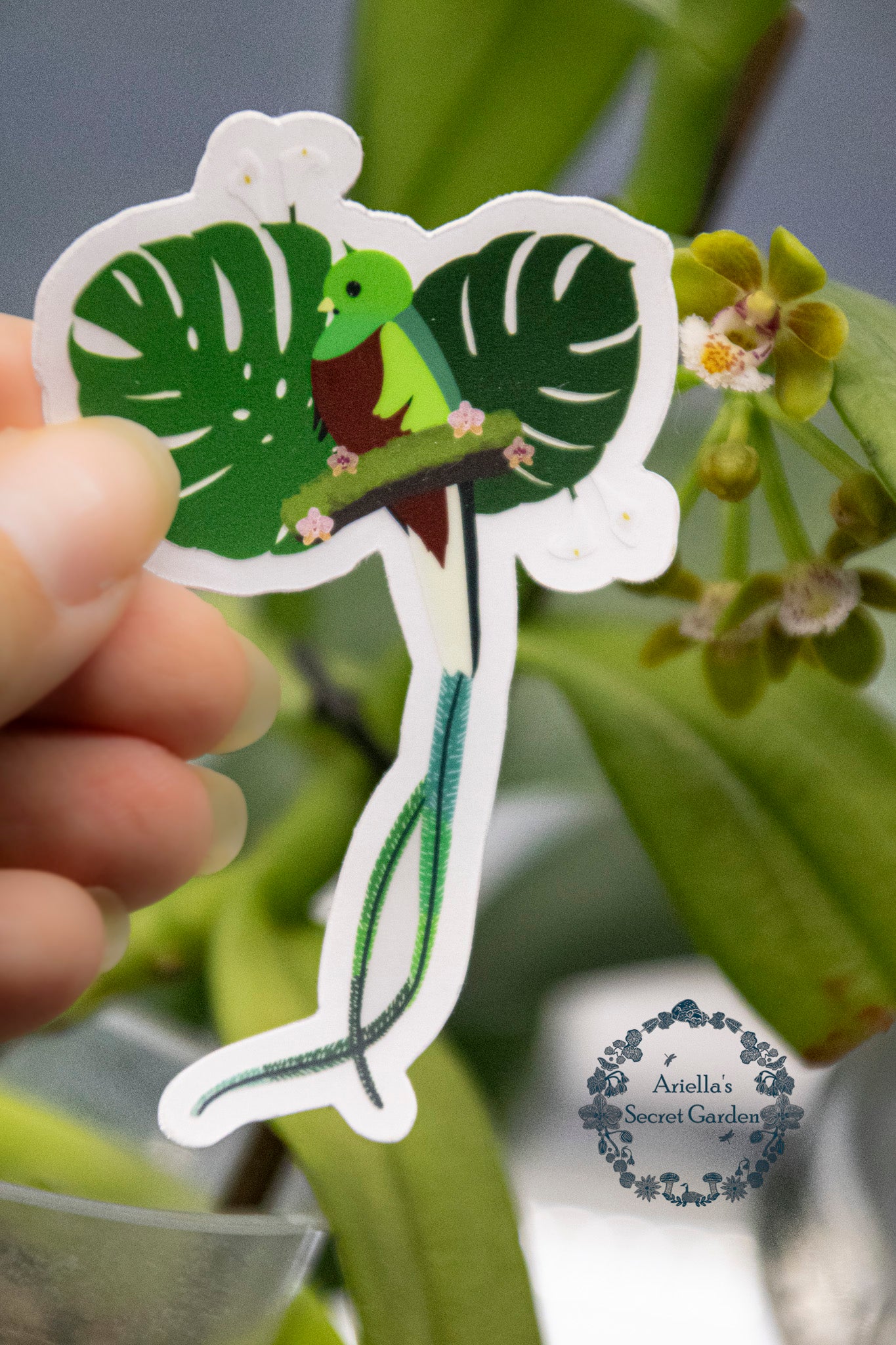 Sticker- Clear- Resplendent quetzal Birds