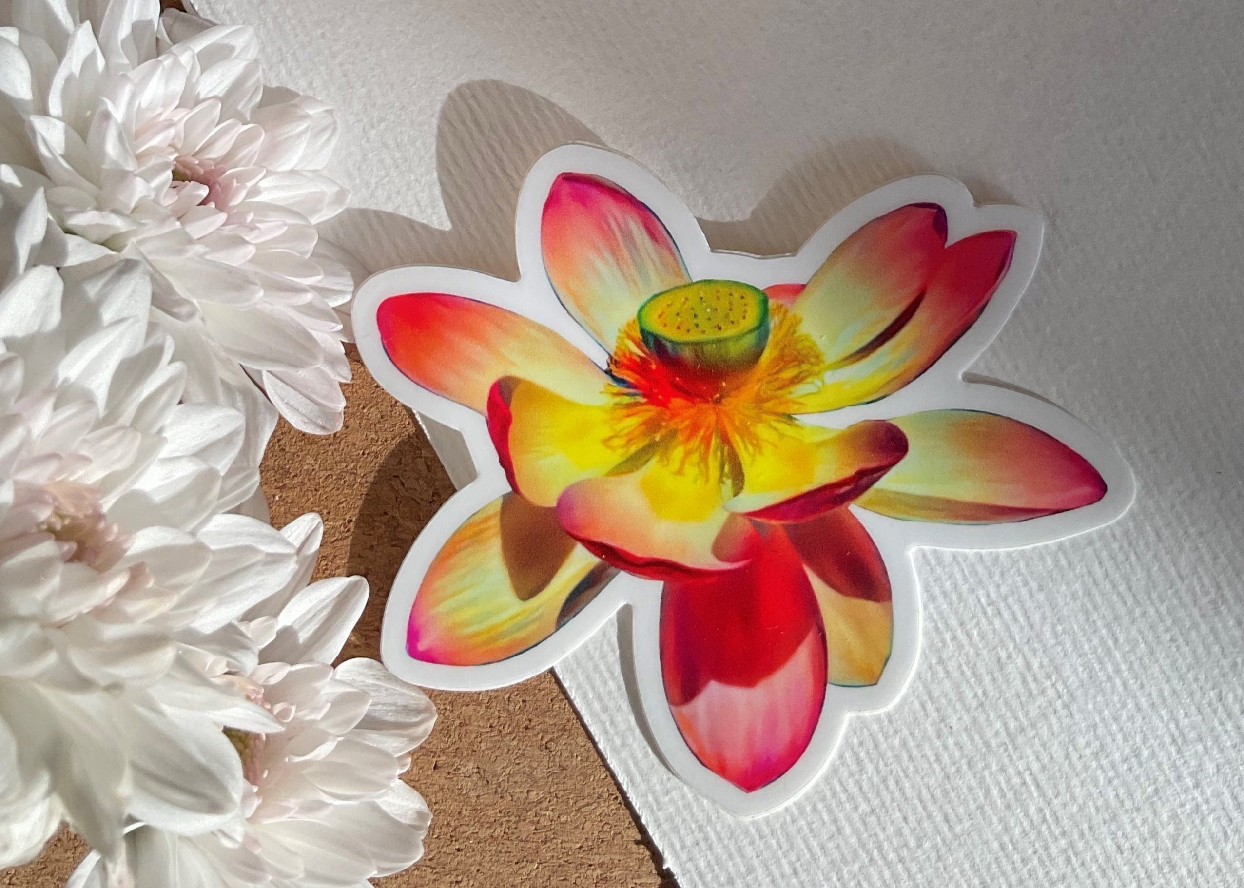 Stricker -Nelumbo nucifera